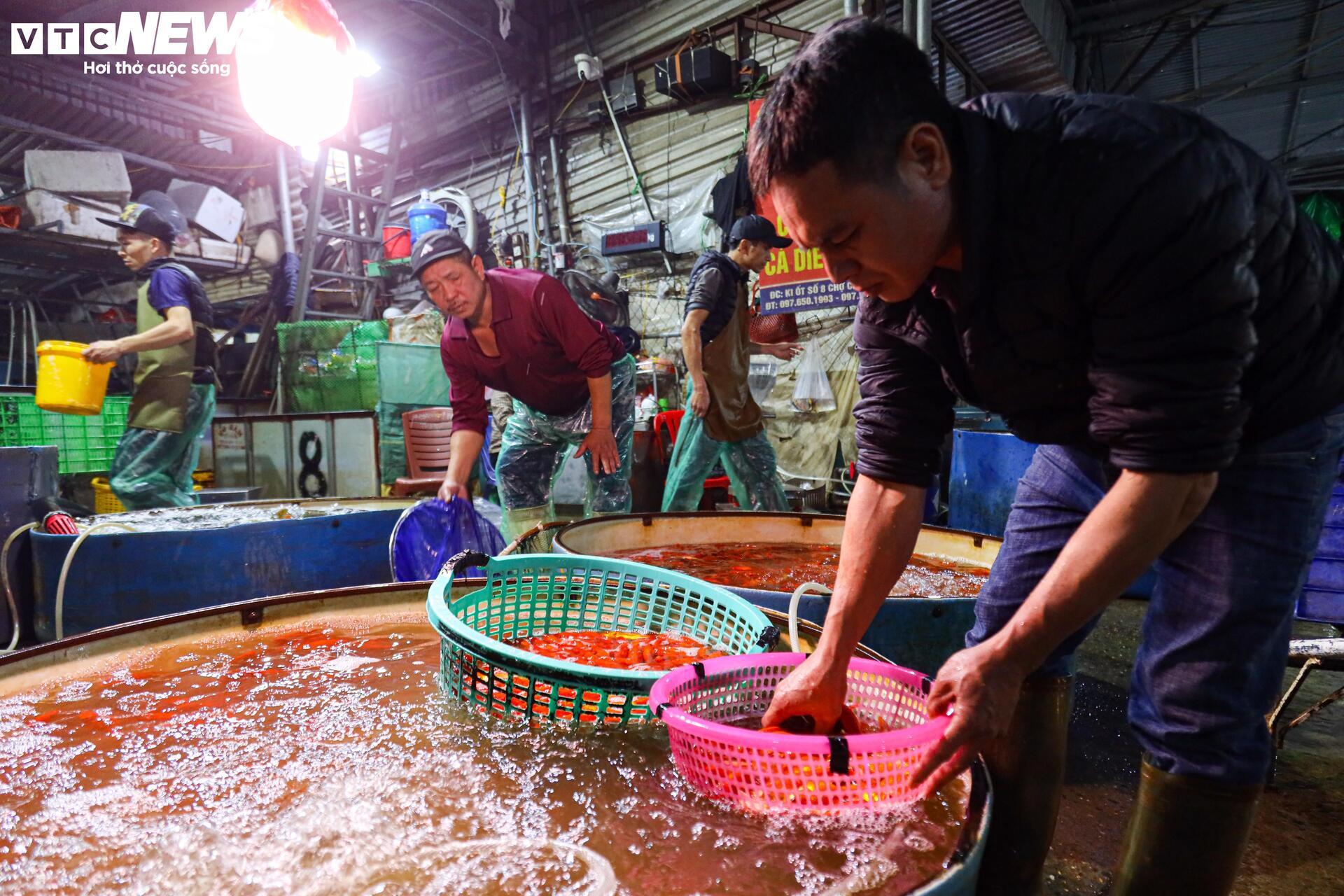 Xuyên đêm mua bán cá chép đỏ cho ngày cúng ông Công, ông Táo - Ảnh 8