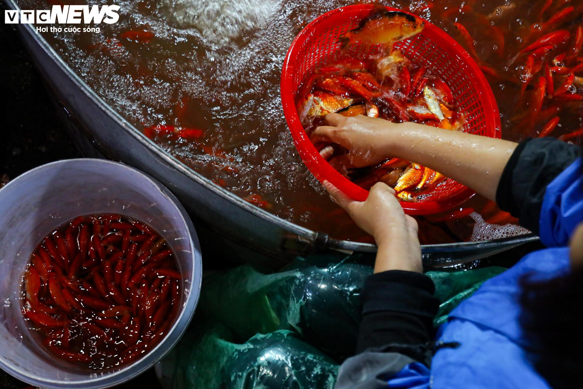 Xuyên đêm mua bán cá chép đỏ cho ngày cúng ông Công, ông Táo - Ảnh 14