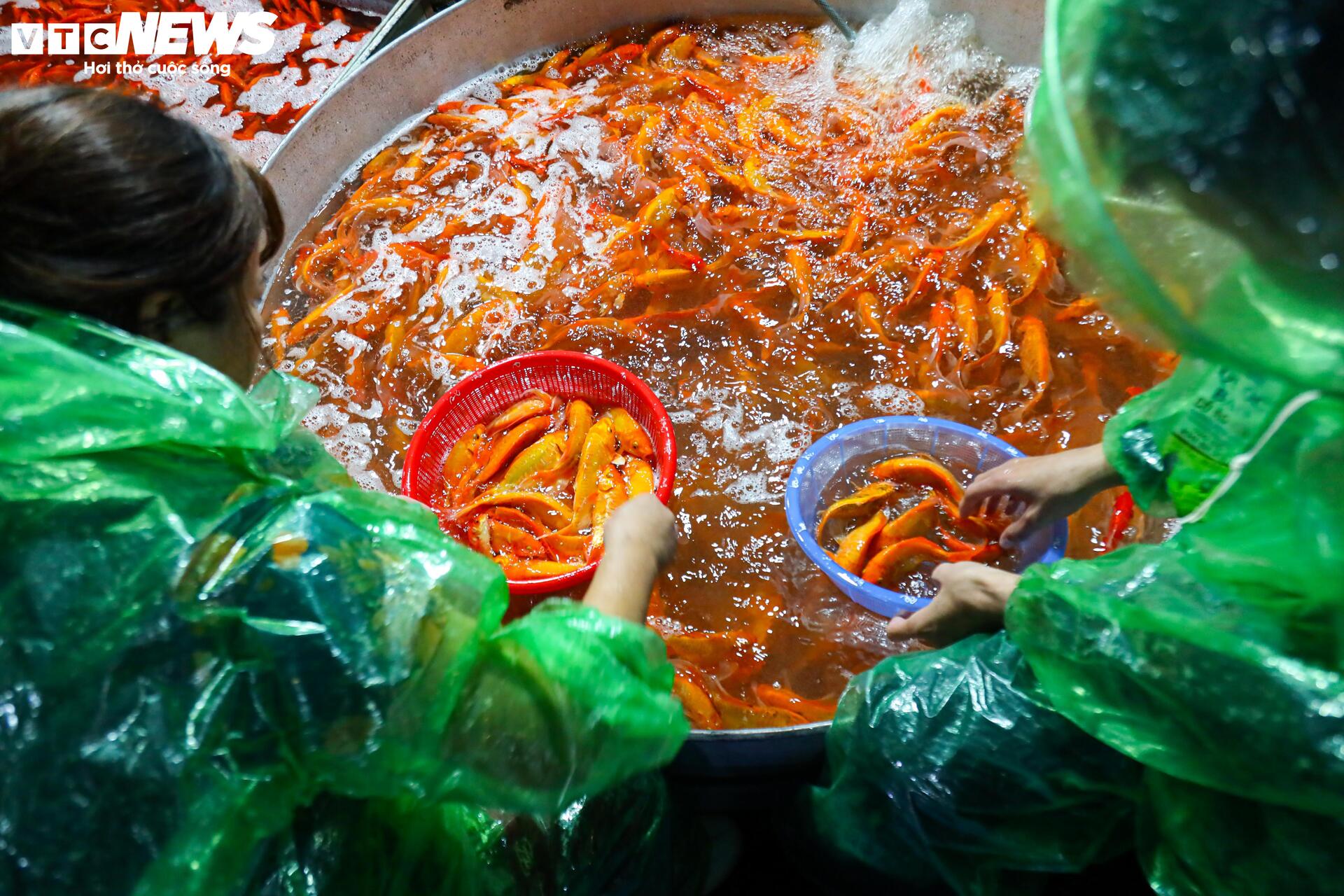 Xuyên đêm mua bán cá chép đỏ cho ngày cúng ông Công, ông Táo - Ảnh 13