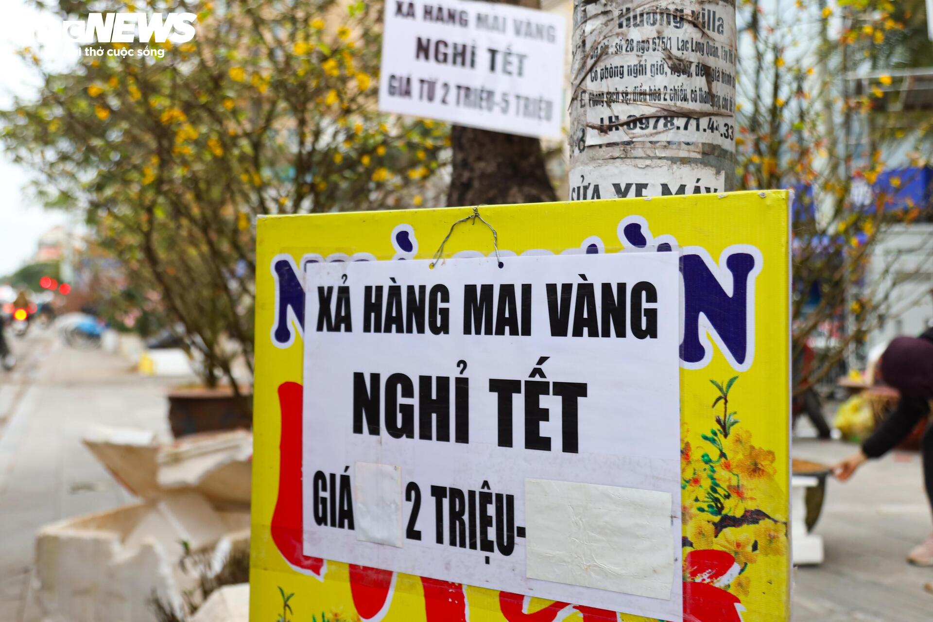 Hoa đào, mai vàng đại hạ giá, tiểu thương xả hàng về quê ăn Tết - Ảnh 4