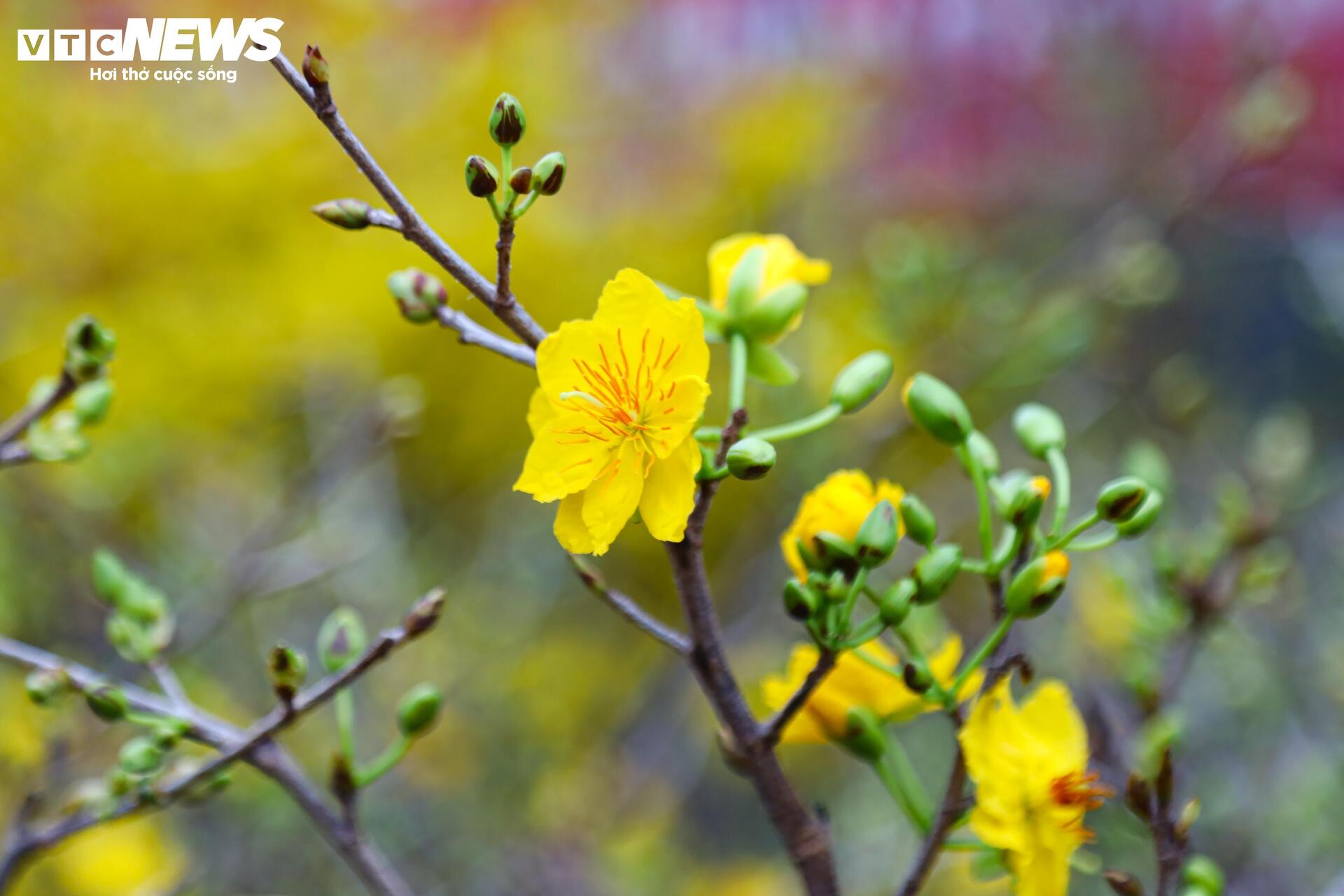 Hoa đào, mai vàng đại hạ giá, tiểu thương xả hàng về quê ăn Tết - Ảnh 5