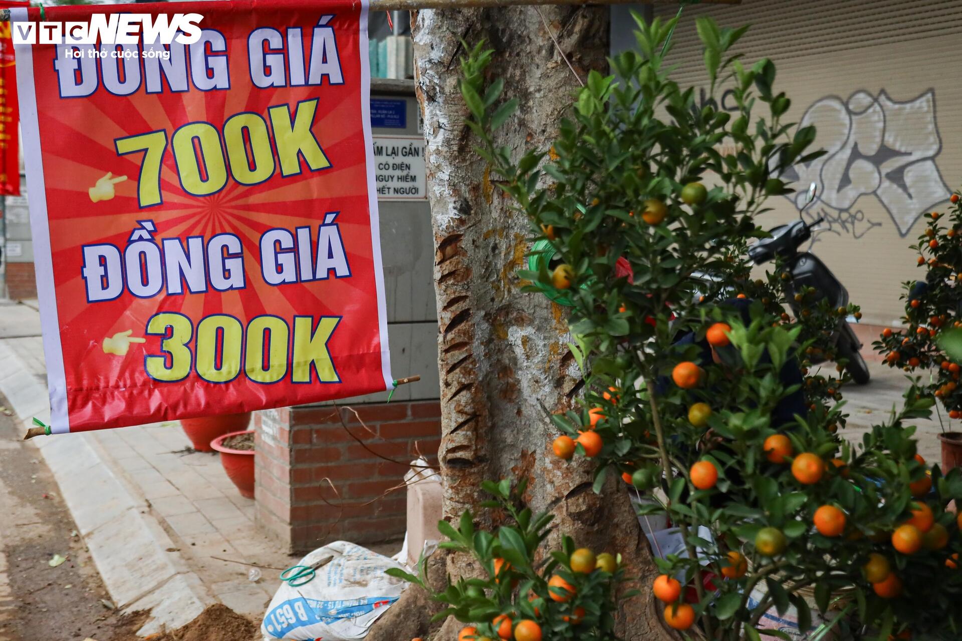 Hoa đào, mai vàng đại hạ giá, tiểu thương xả hàng về quê ăn Tết - Ảnh 11