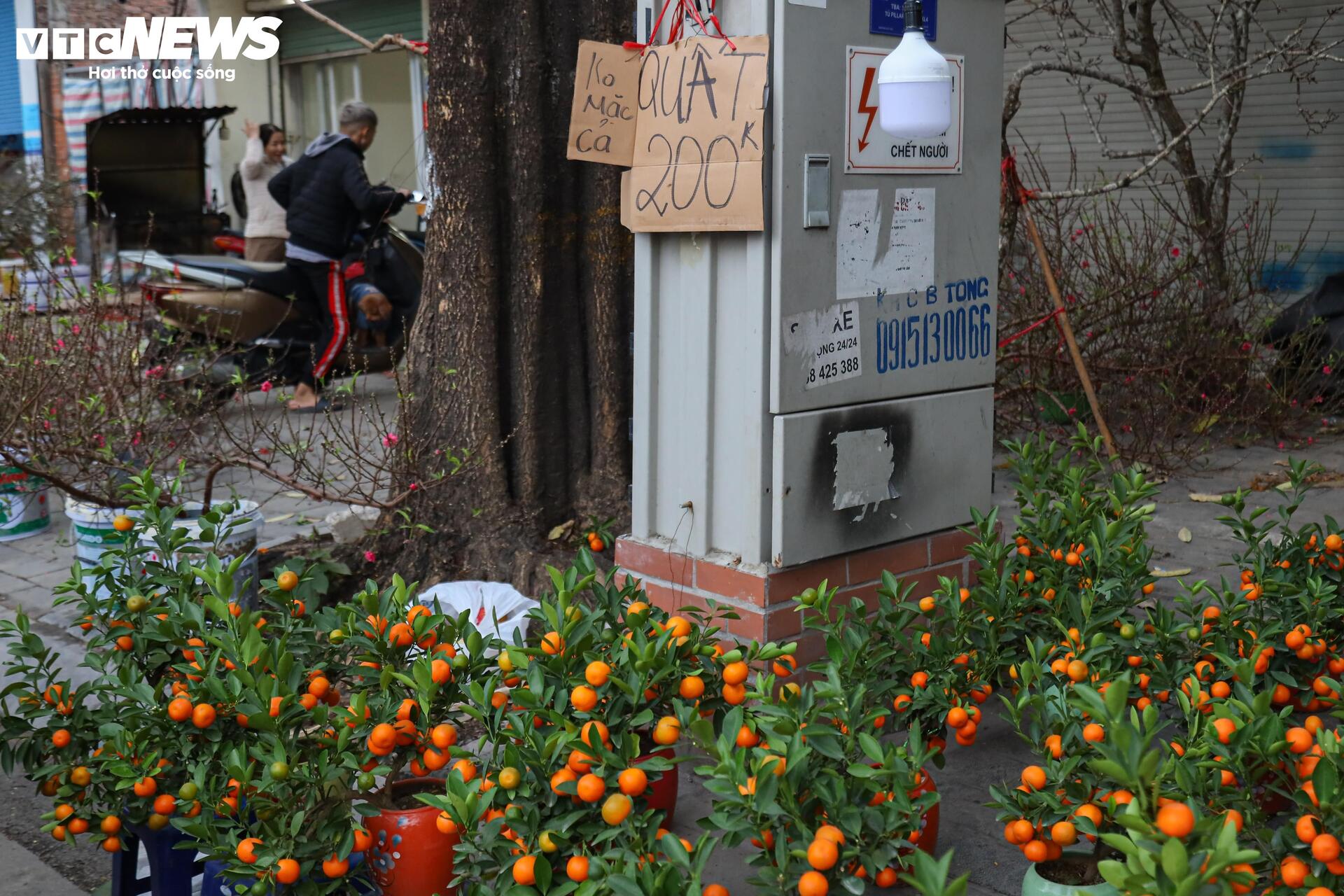 Hoa đào, mai vàng đại hạ giá, tiểu thương xả hàng về quê ăn Tết - Ảnh 12