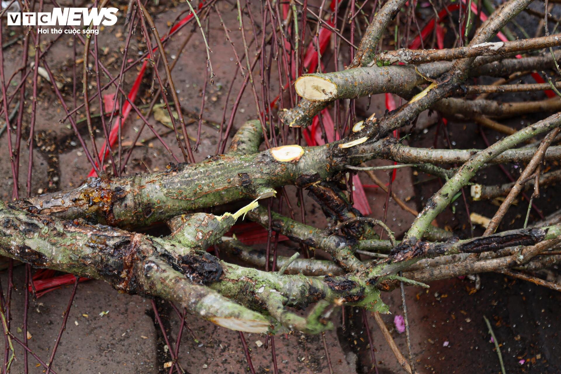 Hoa đào, mai vàng đại hạ giá, tiểu thương xả hàng về quê ăn Tết - Ảnh 21