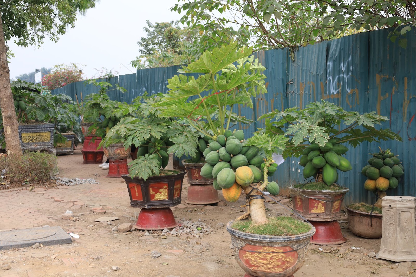 Đu đủ bonsai giá chục triệu đón Tết Nguyên đán Ất Tỵ - Ảnh 1