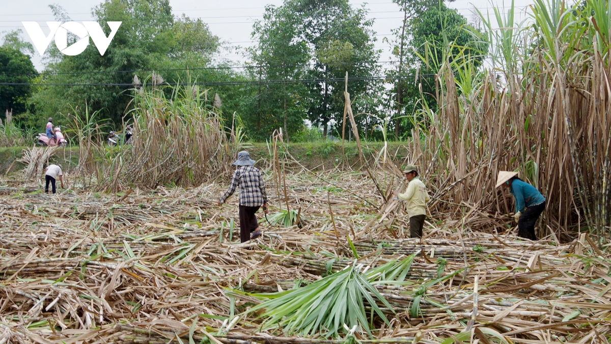 Người trồng mía ở Trà Vinh phấn khởi, doanh nghiệp lo không đủ nguyên liệu - Ảnh 1