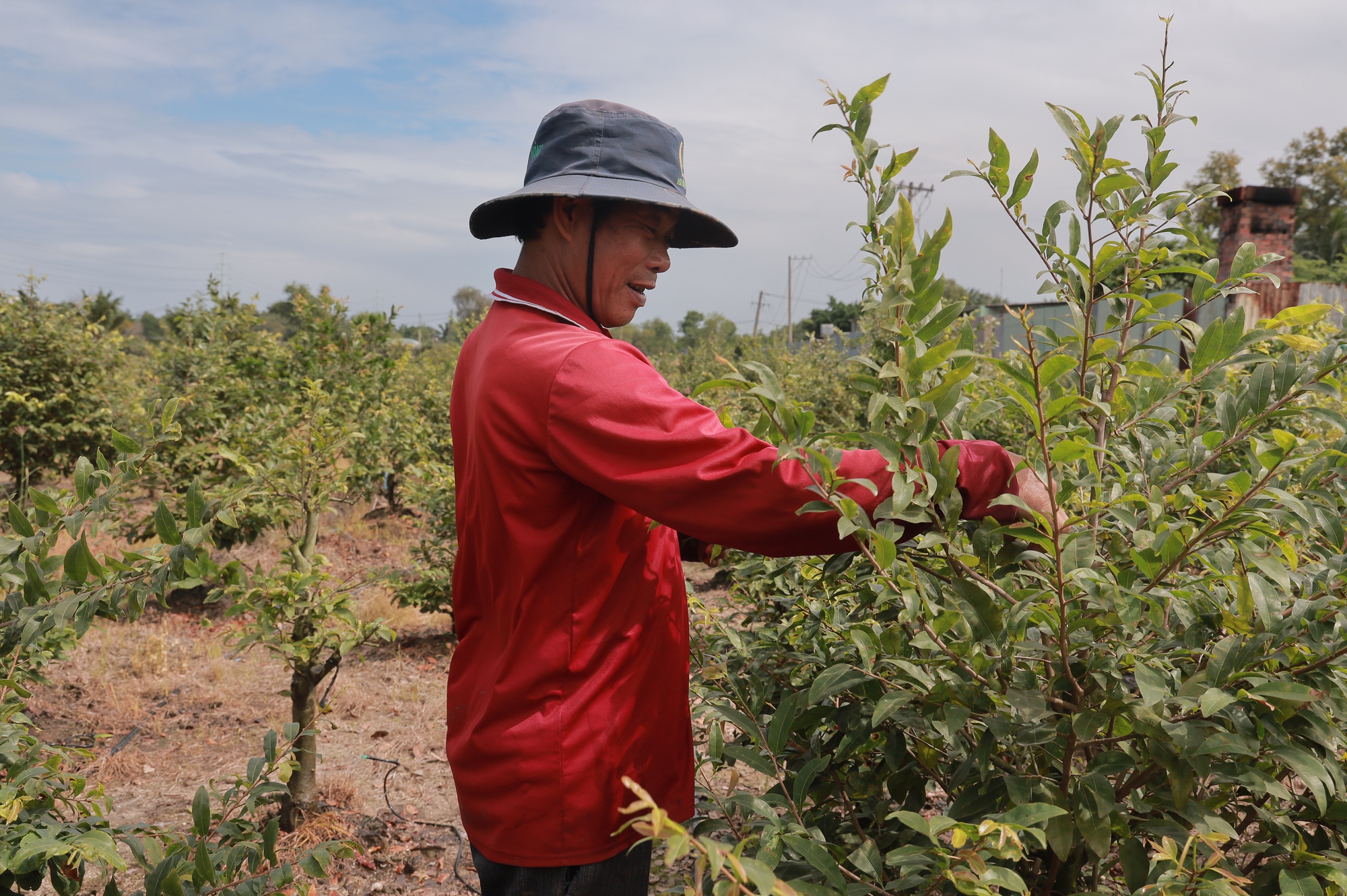 Nhà vườn TP HCM tất bật vào mùa mai Tết - Ảnh 1