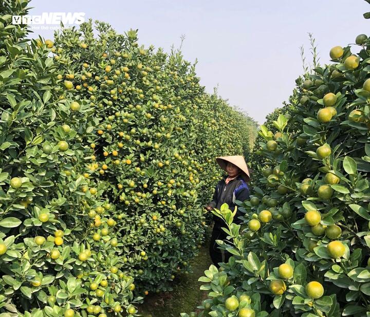 Khách về tận vườn chốt mua, quất cảnh ở Nam Định đắt hơn năm ngoái - Ảnh 1