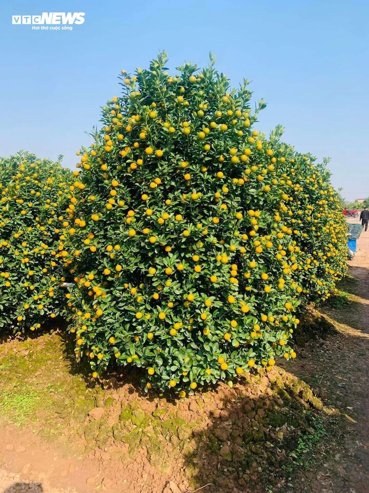 Khách về tận vườn chốt mua, quất cảnh ở Nam Định đắt hơn năm ngoái - Ảnh 2