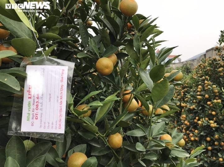 Khách về tận vườn chốt mua, quất cảnh ở Nam Định đắt hơn năm ngoái - Ảnh 4
