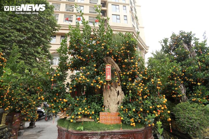 Quất 'khủng' vài người ôm không xuể, giá trăm triệu đồng mỗi chậu - Ảnh 5