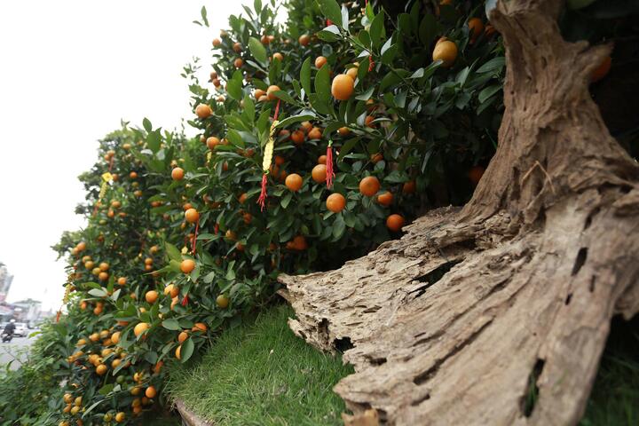 Quất 'khủng' vài người ôm không xuể, giá trăm triệu đồng mỗi chậu - Ảnh 6