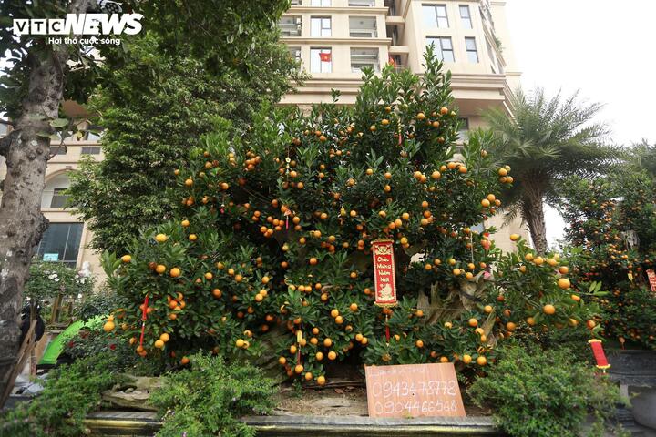 Quất 'khủng' vài người ôm không xuể, giá trăm triệu đồng mỗi chậu - Ảnh 8