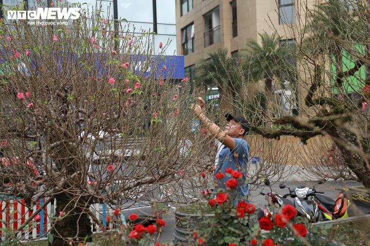 Quất 'khủng' vài người ôm không xuể, giá trăm triệu đồng mỗi chậu - Ảnh 11