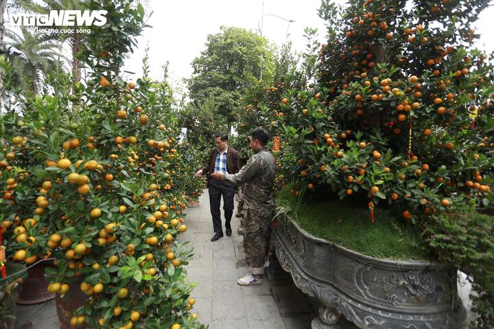 Quất 'khủng' vài người ôm không xuể, giá trăm triệu đồng mỗi chậu - Ảnh 4