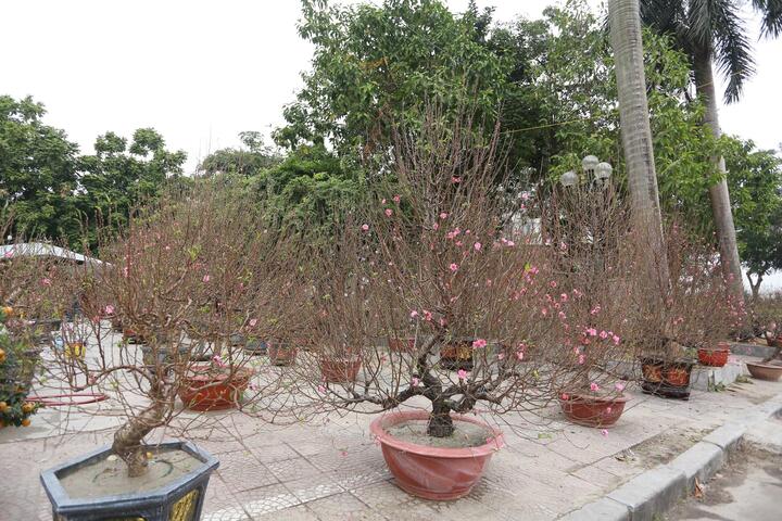 Quất 'khủng' vài người ôm không xuể, giá trăm triệu đồng mỗi chậu - Ảnh 10