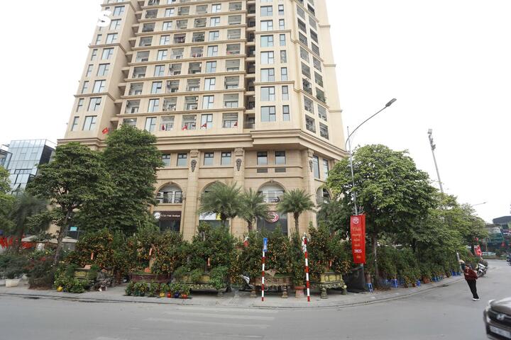 Quất 'khủng' vài người ôm không xuể, giá trăm triệu đồng mỗi chậu - Ảnh 1