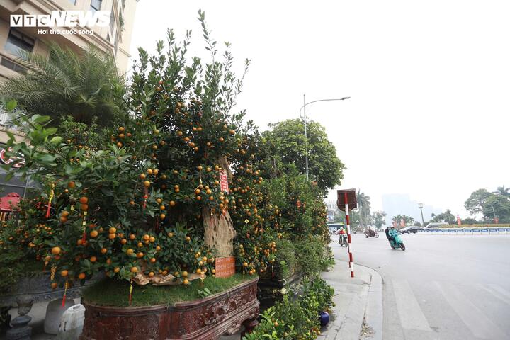 Quất 'khủng' vài người ôm không xuể, giá trăm triệu đồng mỗi chậu - Ảnh 2