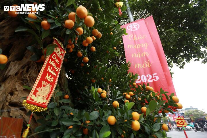 Quất 'khủng' vài người ôm không xuể, giá trăm triệu đồng mỗi chậu - Ảnh 7