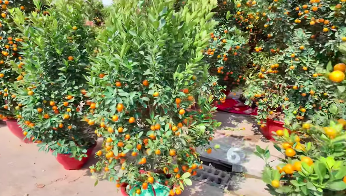 Đào, quất Tết giảm giá sớm - Ảnh 5