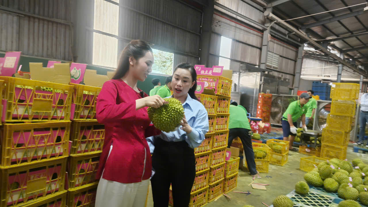Lần đầu tiên sầu riêng đông lạnh chuẩn xuất khẩu bán qua livestream - Ảnh 5
