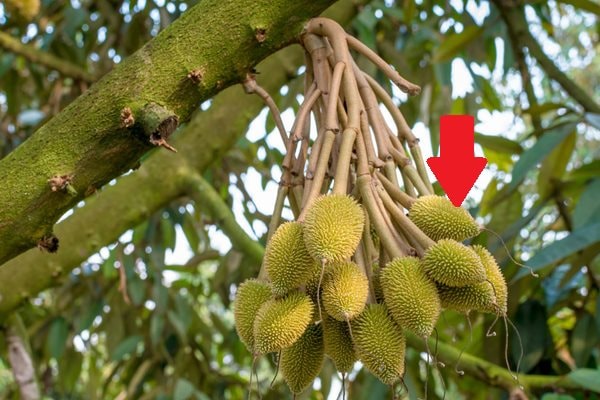 “Vua quả” Việt Nam được xuất khẩu trở lại Trung Quốc nhờ 1 tờ giấy: Nước ta có 7 nơi cấp giấy này - Ảnh 1