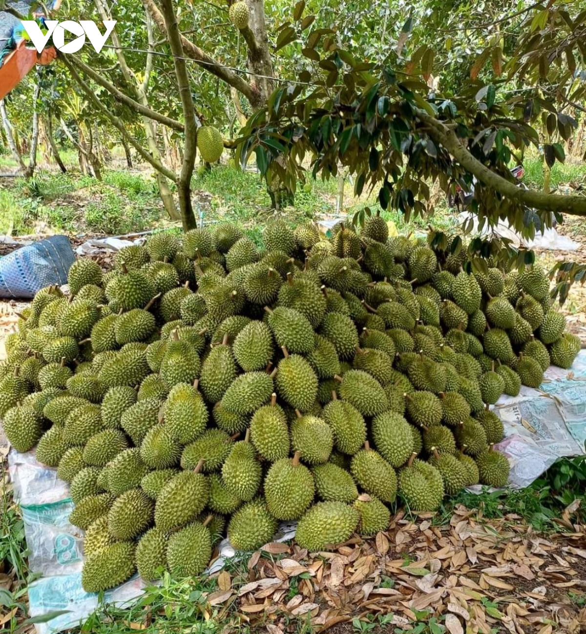 Trái sầu riêng cận Tết giảm giá sâu, nhà vườn đón Tết kém vui - Ảnh 4