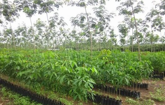 Trồng nội địa gần 1 triệu ha, Việt Nam vẫn liên tục nhập trăm nghìn tấn mỗi tháng mặt hàng này từ Campuchia, Trung Quốc - Ảnh 1