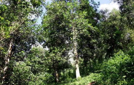 Chốt năm 2024: Hoa nghìn tỷ giúp Việt Nam thu 63 triệu USD, vẫn là ông trùm top 2 thế giới - Ảnh 1