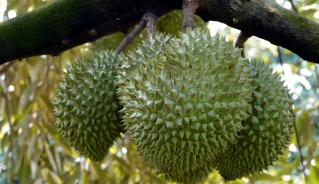 Cận Tết, trái sầu riêng sụt giá bất thường, nhà vườn Tiền Giang giảm lợi nhuận - Ảnh 3