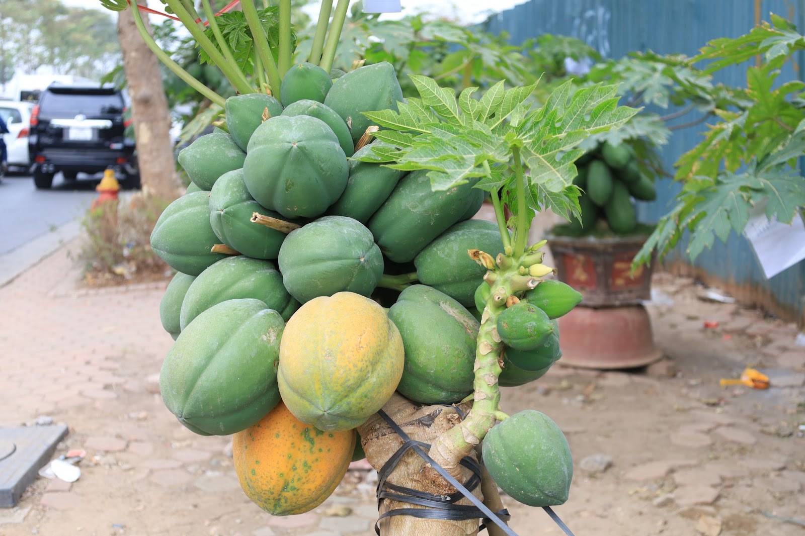 Đu đủ bonsai giá chục triệu đón Tết Nguyên đán Ất Tỵ - Ảnh 8