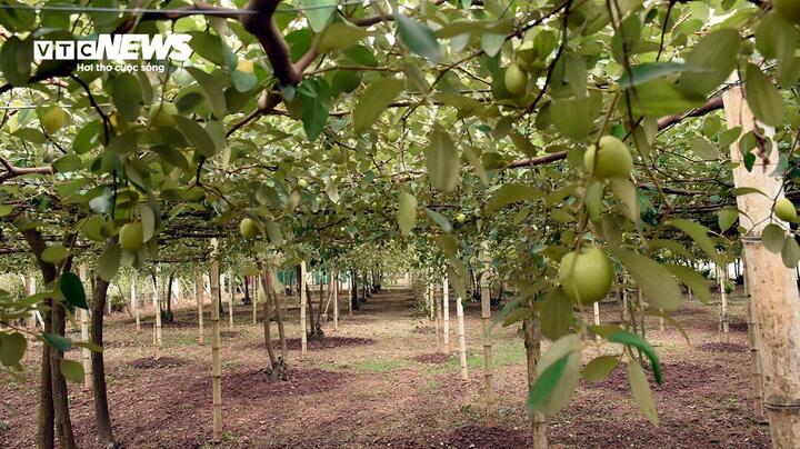 Giáp Tết Nguyên đán 2025, đặc sản táo muối Bàng La khan hàng - Ảnh 7