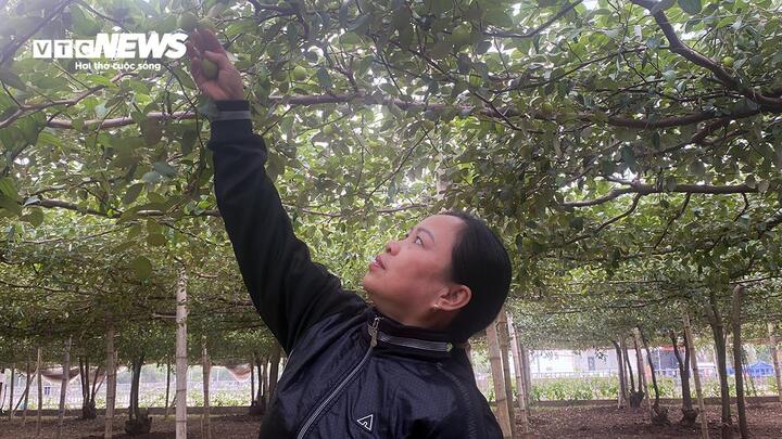 Giáp Tết Nguyên đán 2025, đặc sản táo muối Bàng La khan hàng - Ảnh 5