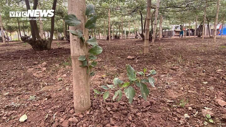 Giáp Tết Nguyên đán 2025, đặc sản táo muối Bàng La khan hàng - Ảnh 10