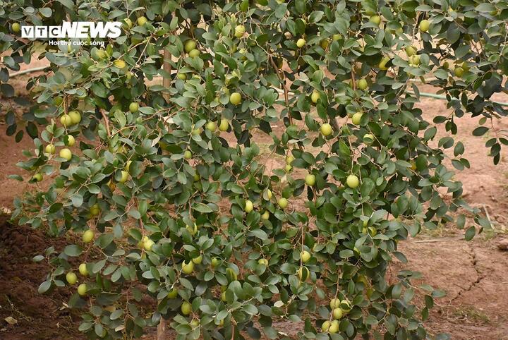 Giáp Tết Nguyên đán 2025, đặc sản táo muối Bàng La khan hàng - Ảnh 3