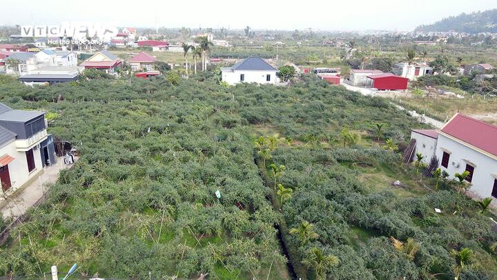 Giáp Tết Nguyên đán 2025, đặc sản táo muối Bàng La khan hàng - Ảnh 8