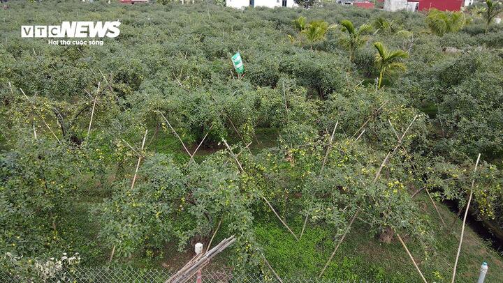 Giáp Tết Nguyên đán 2025, đặc sản táo muối Bàng La khan hàng - Ảnh 9