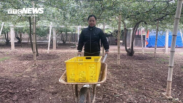 Giáp Tết Nguyên đán 2025, đặc sản táo muối Bàng La khan hàng - Ảnh 4