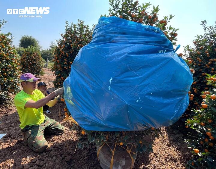 Chi tiền triệu, đặt cọc trước cả tháng vẫn khó thuê thợ đánh cây cảnh dịp Tết - Ảnh 2