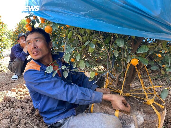 Chi tiền triệu, đặt cọc trước cả tháng vẫn khó thuê thợ đánh cây cảnh dịp Tết - Ảnh 3