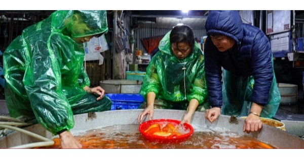 Xuyên đêm mua bán cá chép đỏ cho ngày cúng ông Công, ông Táo