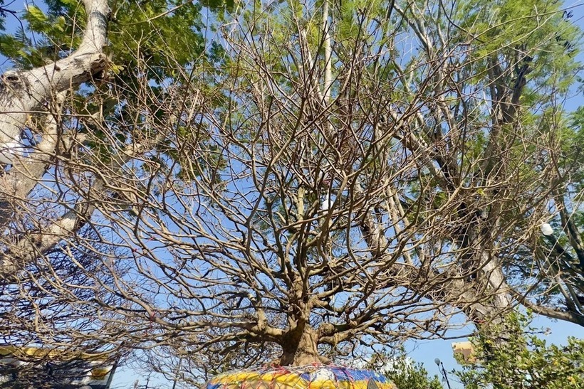 Tiết lộ bất ngờ của ông chủ về "lão mai vàng" khổng lồ giá gần 6 tỷ phục vụ Tết Ất Tỵ ở An Giang - Ảnh 5