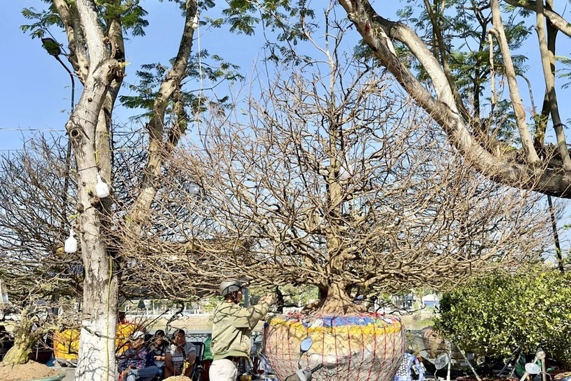 Tiết lộ bất ngờ của ông chủ về "lão mai vàng" khổng lồ giá gần 6 tỷ phục vụ Tết Ất Tỵ ở An Giang - Ảnh 4