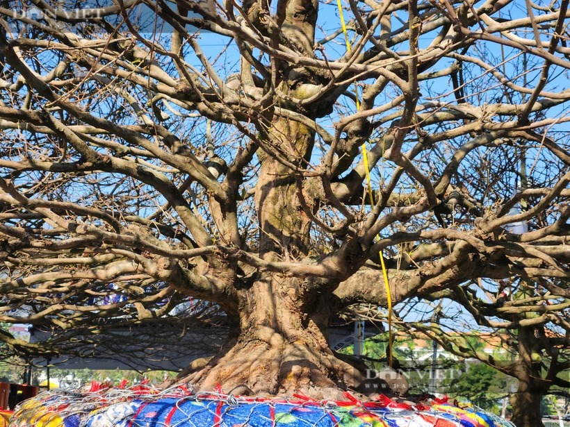 Tiết lộ bất ngờ của ông chủ về "lão mai vàng" khổng lồ giá gần 6 tỷ phục vụ Tết Ất Tỵ ở An Giang - Ảnh 3