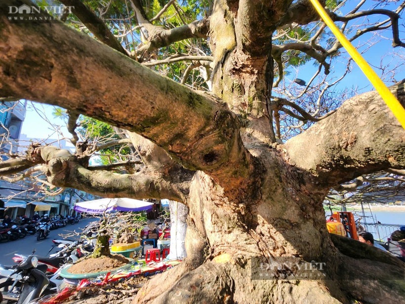 Tiết lộ bất ngờ của ông chủ về "lão mai vàng" khổng lồ giá gần 6 tỷ phục vụ Tết Ất Tỵ ở An Giang - Ảnh 2