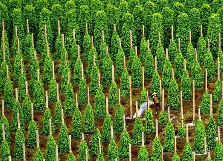 Đức liên tục chốt đơn một sản vật siêu đắt đỏ: Việt Nam xuất khẩu bằng cả thế giới cộng lại, thu về hàng tỷ USD nhờ giá tăng sốc - Ảnh 1