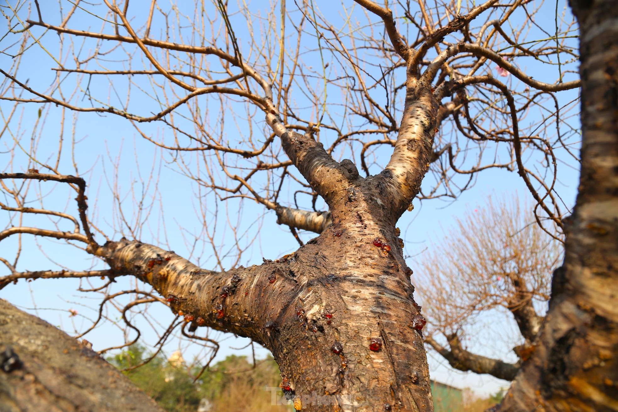 Tận thấy những gốc đào ‘khủng’ xuống phố đón Tết - Ảnh 5