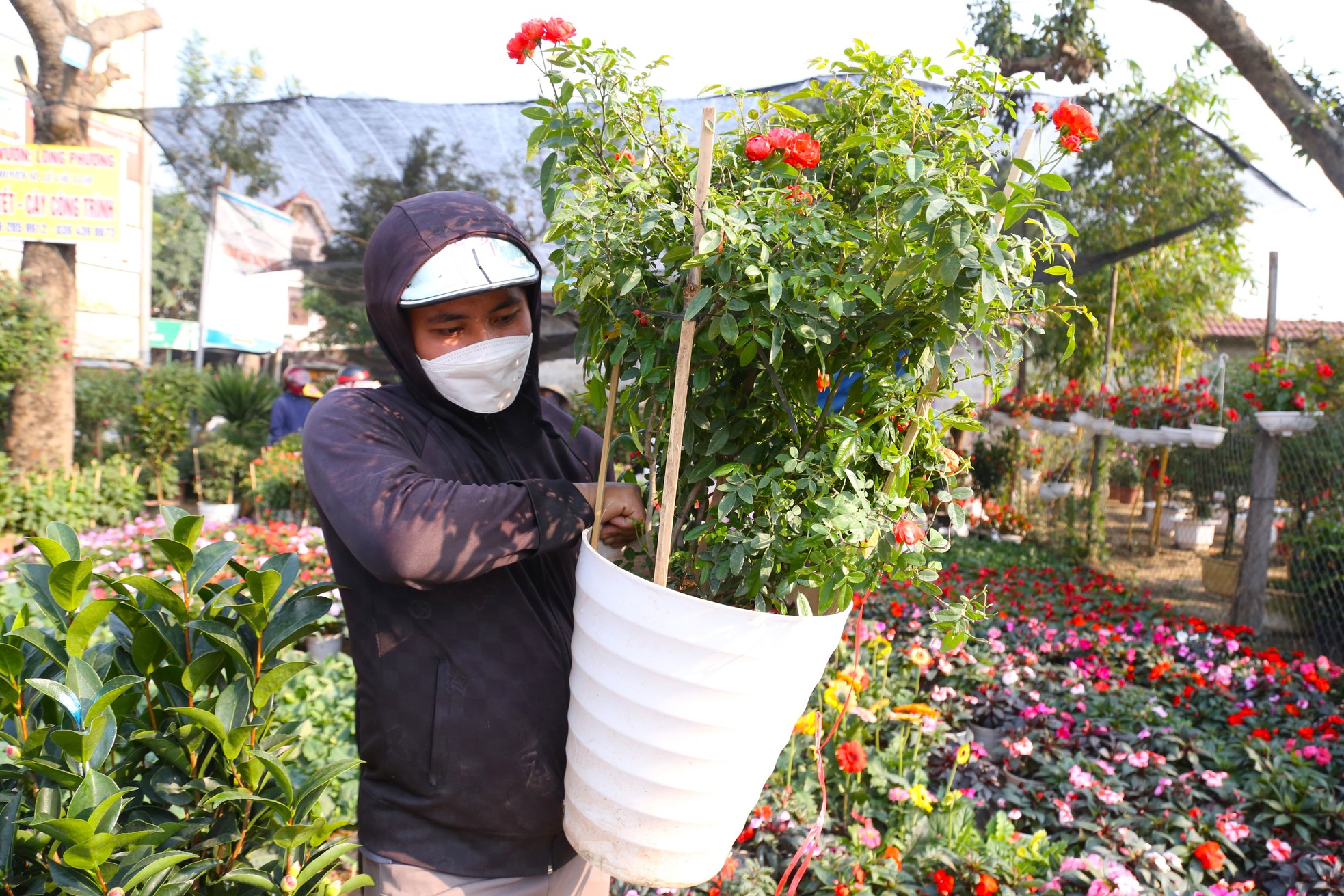 Hoa Tết tăng giá vùn vụt - Ảnh 10