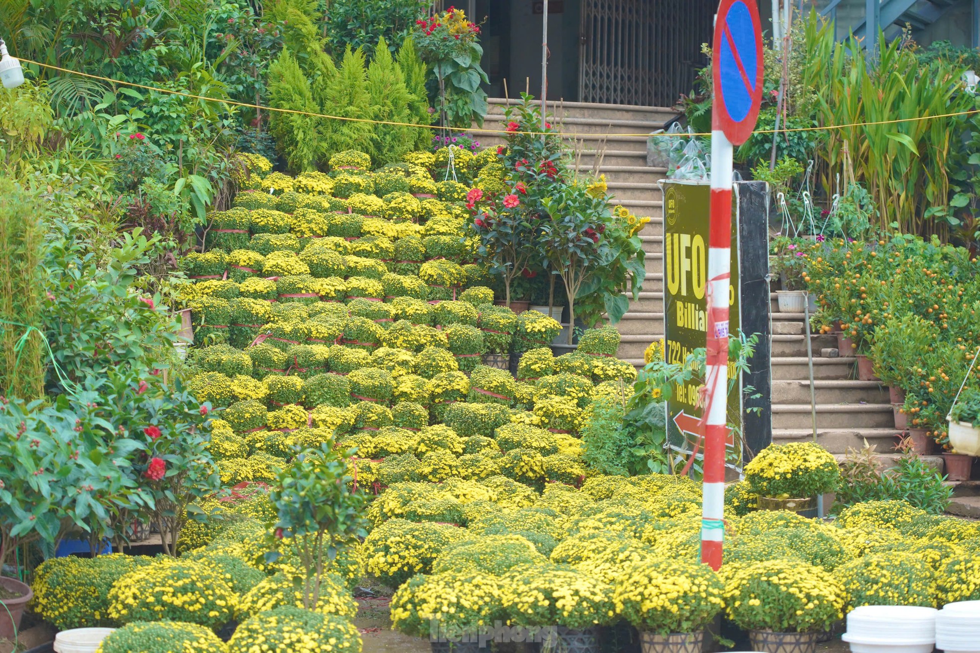 Phố cây cảnh lớn nhất Hà Nội ‘diện áo mới’ đón Tết - Ảnh 8