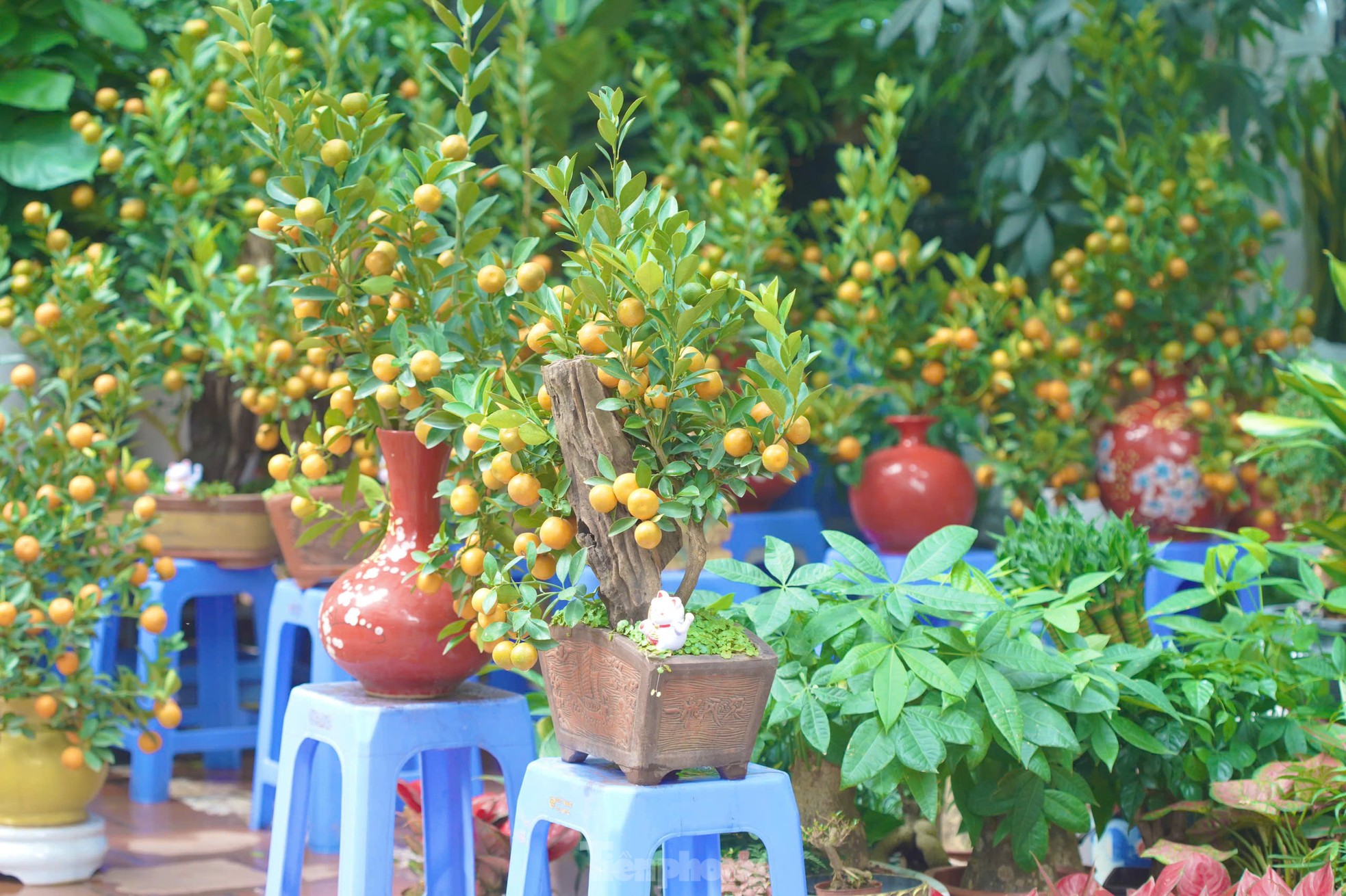 Phố cây cảnh lớn nhất Hà Nội ‘diện áo mới’ đón Tết - Ảnh 12